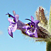 Salvia deserti