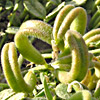 Astragalus arpilobus