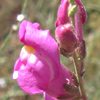 Antirrhinum majus