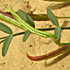 Astragalus campylorrhynchus