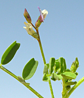 Astragalus crenatus