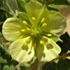 Tribulus macropterus