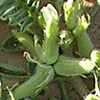 Astragalus asterias