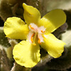 Verbascum leptostachyum