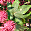 Ricinus  communis 