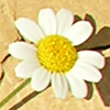 Anthemis scrobicularis