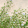 Veronica anagalloides