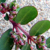 Euphorbia prostrata