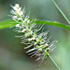 Setaria pumila