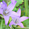 Campanula  rapunculus