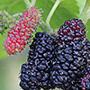 Black mulberry 