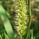 Setaria adhaerens