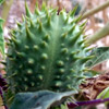 Datura stramonium