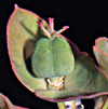 Euphorbia phymatosperma