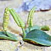Ophioglossum polyphyllum