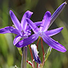 Blue Desert Lily, Tartar Ixiolirion 