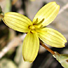 Lactuca viminea