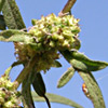 Ambrosia  confertiflora
