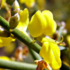 Genista fasselata