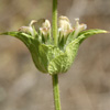 Sideritis perfoliata