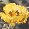 Glaucium flavum