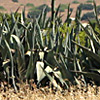 Agave americana