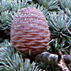 Cedrus   libani