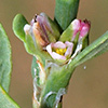 Polygonum arenastrum