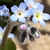 Myosotis uncata