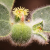 Euphorbia petiolata