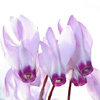 Cyclamen persicum