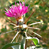 Centaurea  iberica