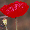 Papaver polytrichum