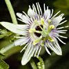 Passiflora morifolia