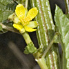 Corchorus olitorius