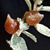 Atriplex semibaccata