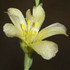 Linum maritimum