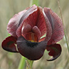 Iris  petrana 