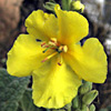 Verbascum sinaiticum