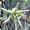 Calendula palaestina