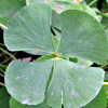 Marsilea minuta