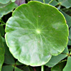 Hydrocotyle vulgaris