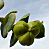 Euphorbia paralias