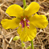 Verbascum berytheum