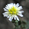 Aster subulatus