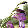 Gladiolus  atroviolaceus