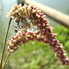 Persicaria lapathifolia