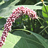 Persicaria lanigera