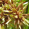 Cyperus fuscus