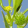 Ranunculus lateriflorus